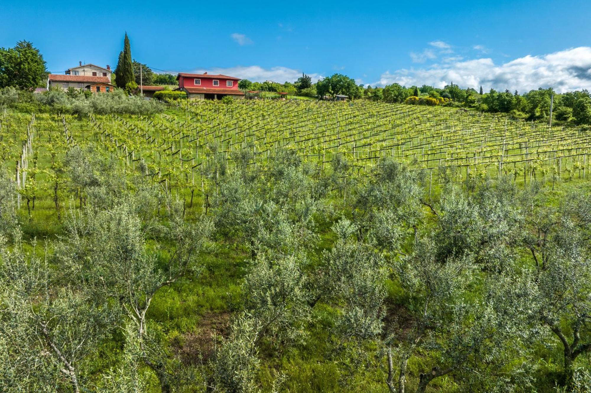 Touristfarm - Apartments "Red Fairytale" Marezige Esterno foto
